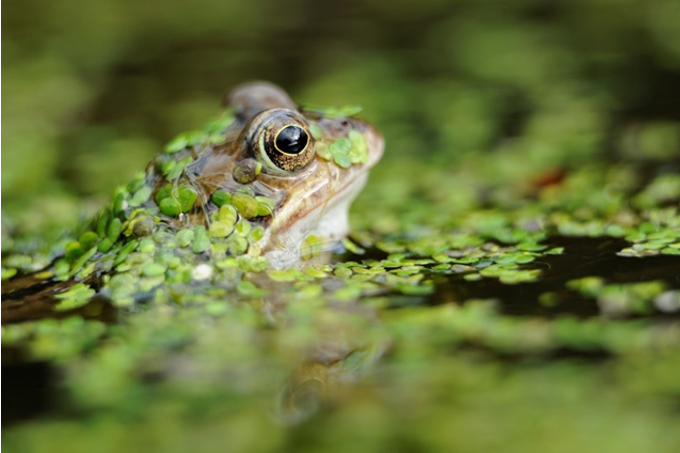 Common frog