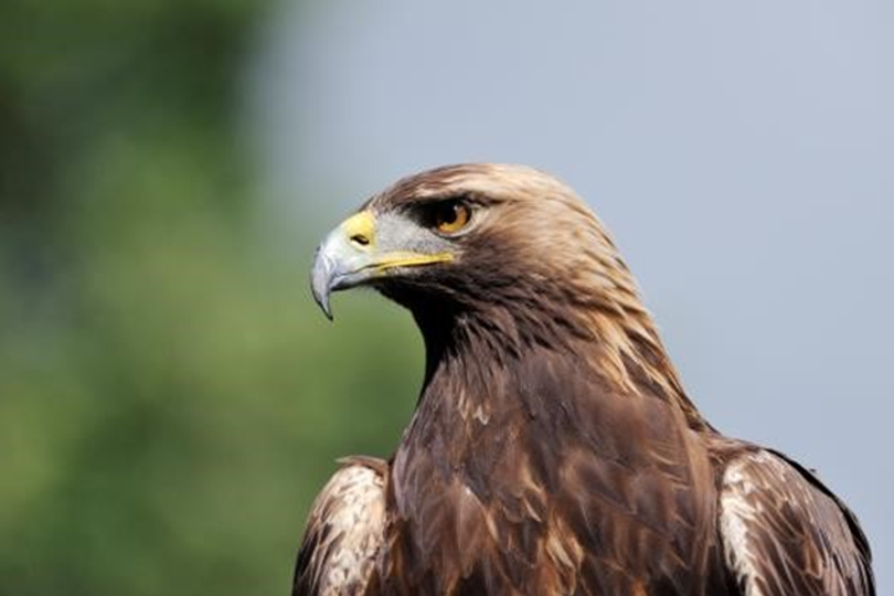 Golden eagle