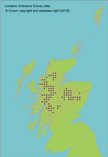 distribution of Scots pine