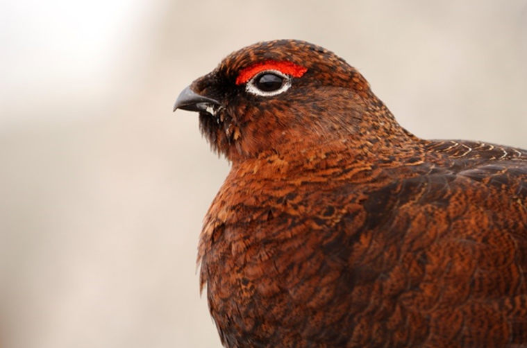 Red grouse