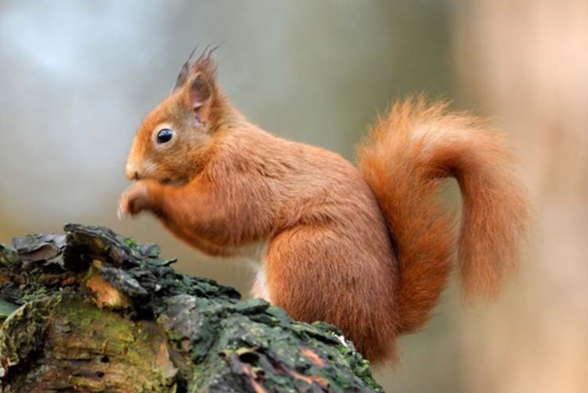 Red squirrel