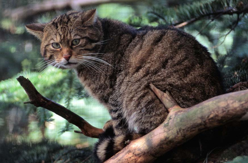 Scottish wildcat