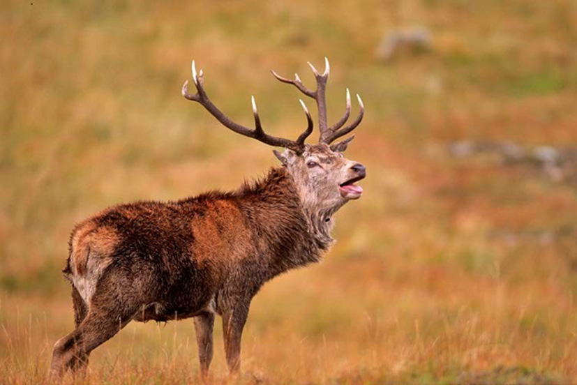 Red deer