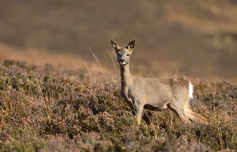 Roe deer