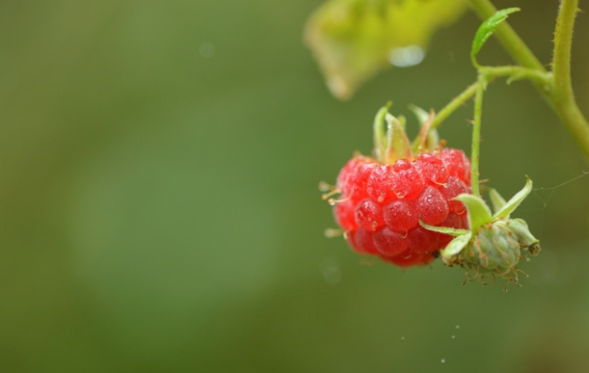 Raspberry