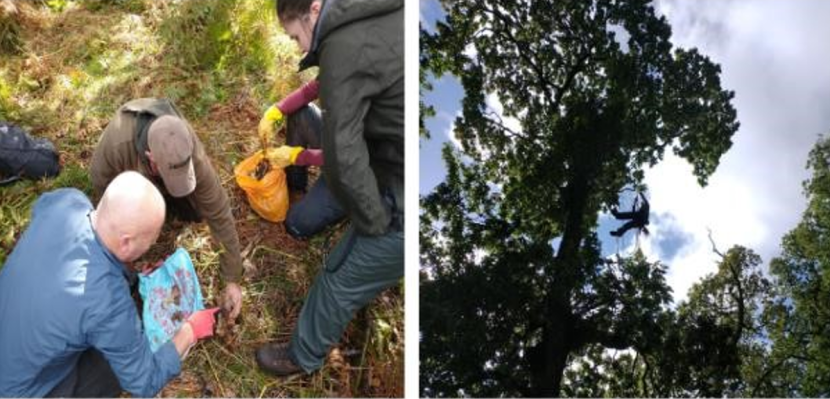 Staff inspecting a nest on the ground and staff member in a harness and roped onto a tree.