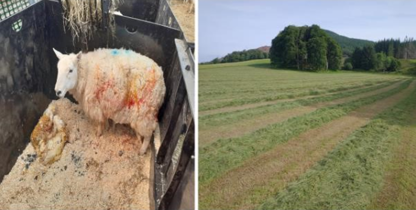 A sheep in the back of a truck and a field landscape with trees in the background.
