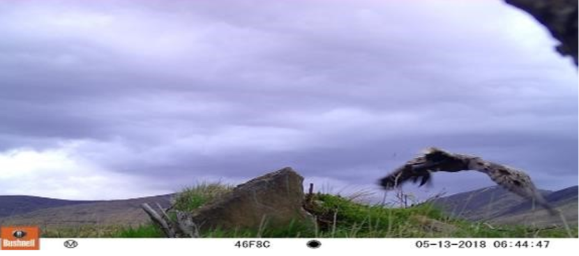 Sea eagle snatching food