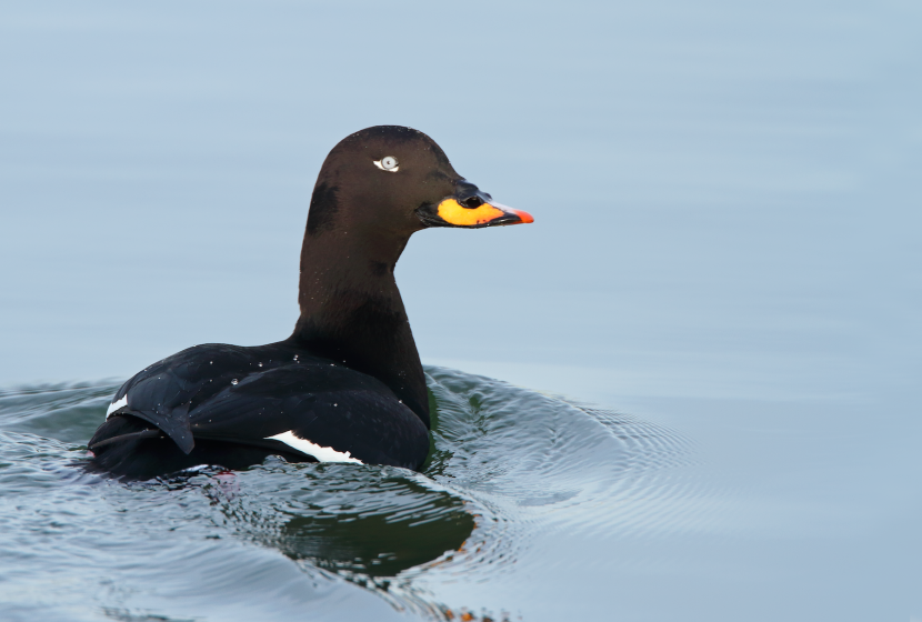 Velvet scoter