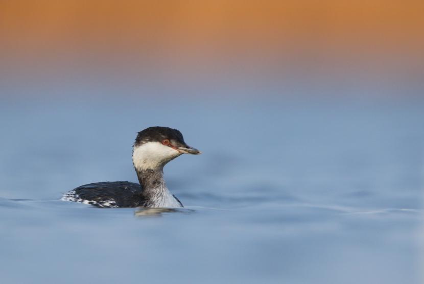 Slavonian grebe in winter plumage
