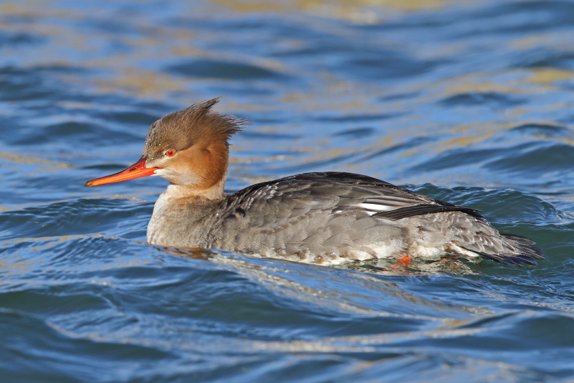 Red-breasted merganser