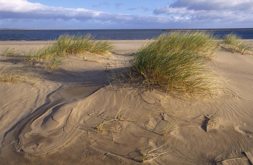 Marram grass and sand dunes