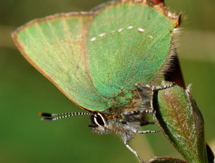 Green hairstreak butterfly