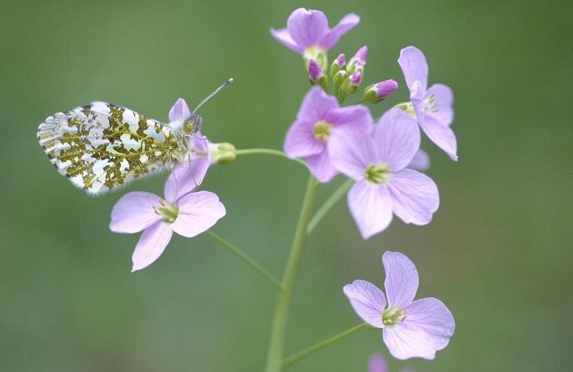 Orange tip butterfly feeding on cuckoo plant