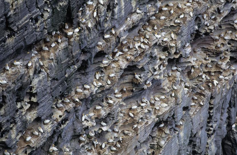Gannet colony