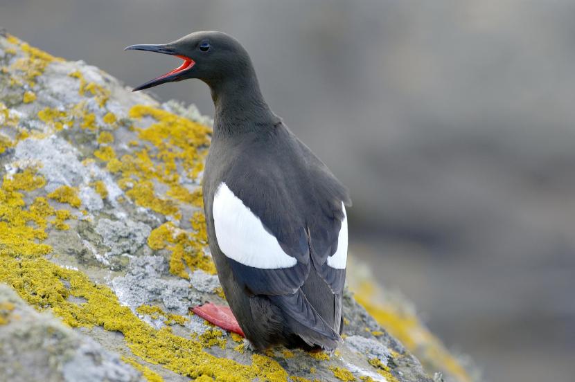 Black guillemot