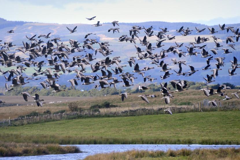 Pink-footed geese