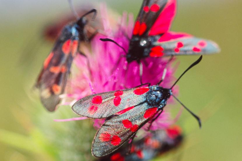 Six spot burnet moth