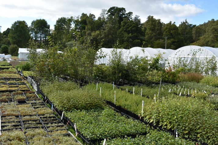 Plant Nursery, with lots of plants in trays and some polytunnels in the background.