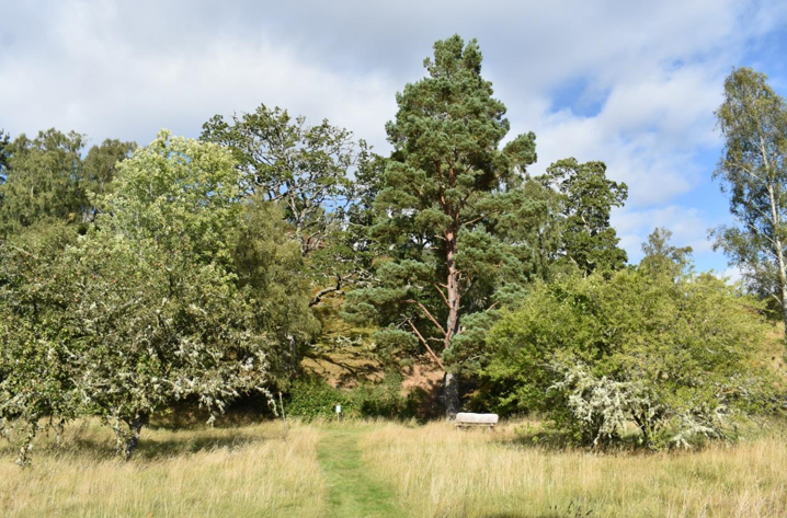 Wild grass area surrounded by mature teres, with a path cut through it and a wooden bench in the centre.