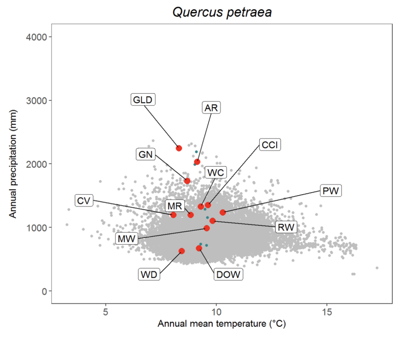 Scatter plot for sessile oak Quercus petraea