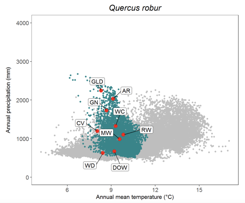 Scatter plot for pedunculate oak Quercus robur