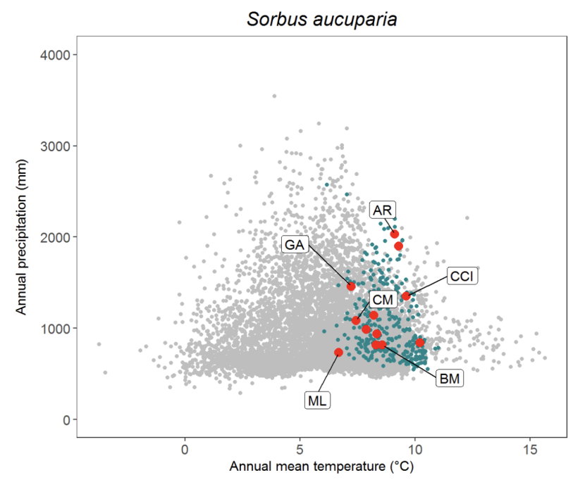 Scatter plot for rowan Sorbus aucuparia