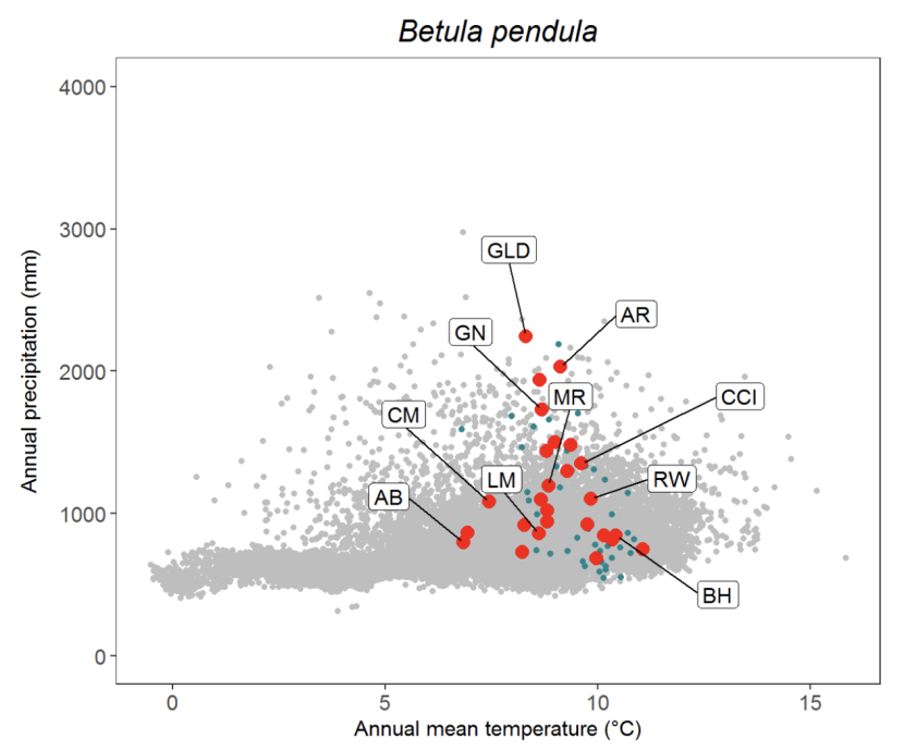 Scatter plot for silver birch Betula pendula