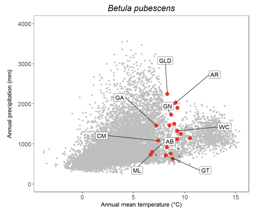 Scatter plot for downy birch Betula pubescens