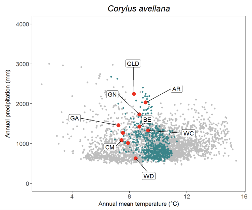 Scatter plot for hazel Corylus avellana
