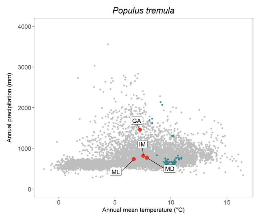 Scatter plot for aspen Populus tremula