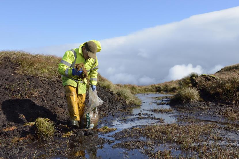 Man adding sphagnum plugs to an area of bare peat.