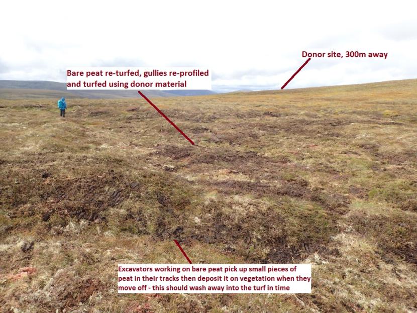 Turfed area of previously bare peat