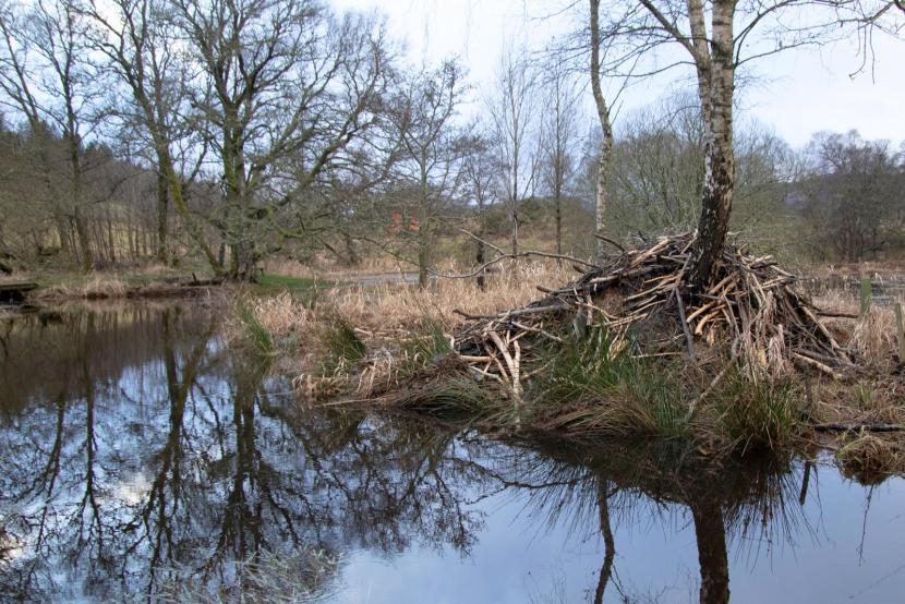Beaver lodge built against an established tree.