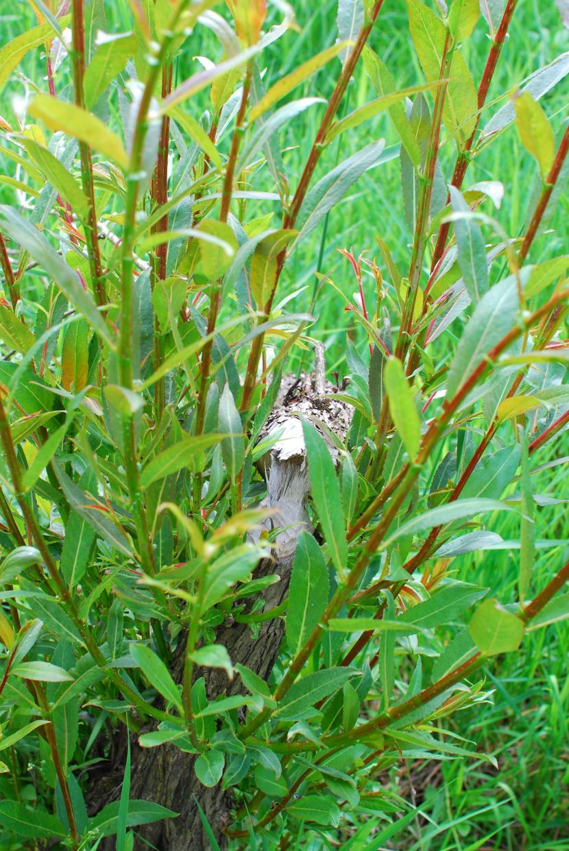 A beaver-felled willow with coppice regrowth from the stump