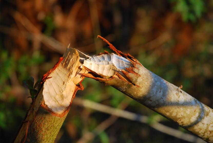 knawed tree sapling by beaver