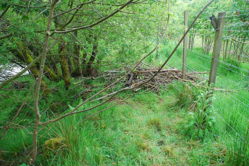 A beaver bank lodge on the River Earn