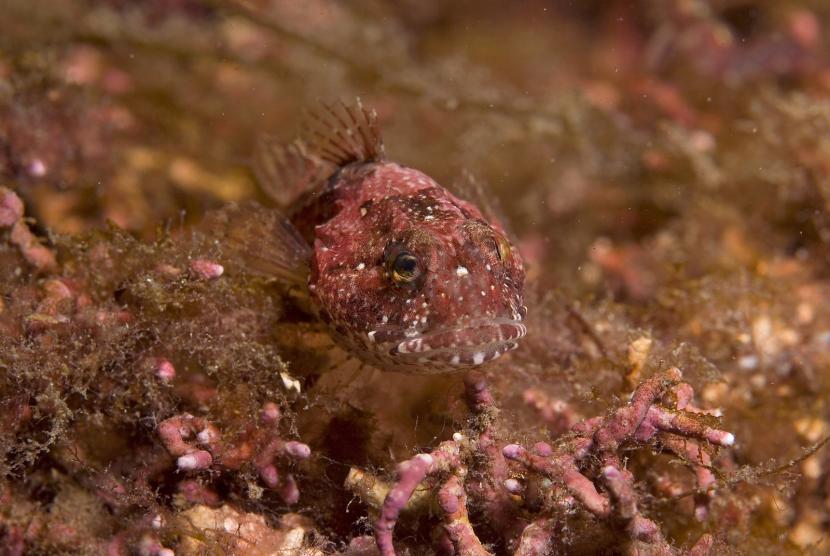 Longspined sea-scorpion perfectly camouflaged on a maerl bed