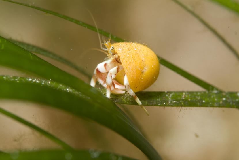  A hermit crab on a blade of seagrass