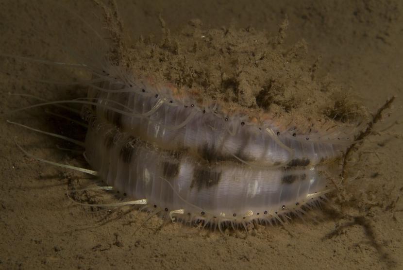 A queen scallop Aequipecten opercularis on burrowed mud in Loch Sween MPA.