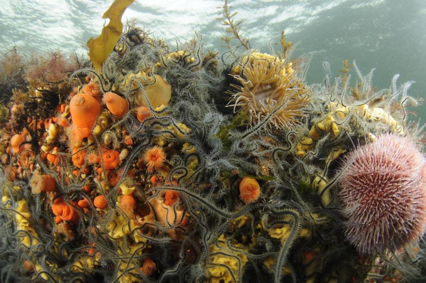 Plumose anemones, seaweeds, brittlestar, sponges and a sea urchin in Loch Sween