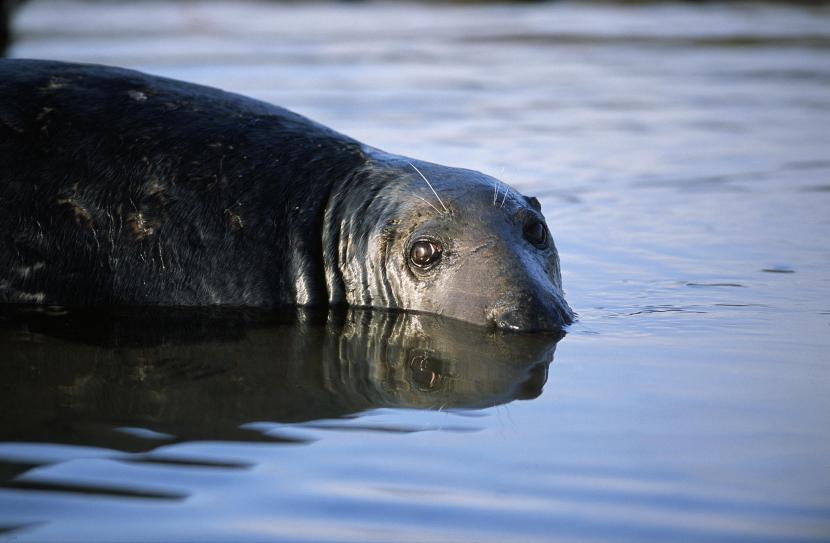 Grey seal bull in the water.