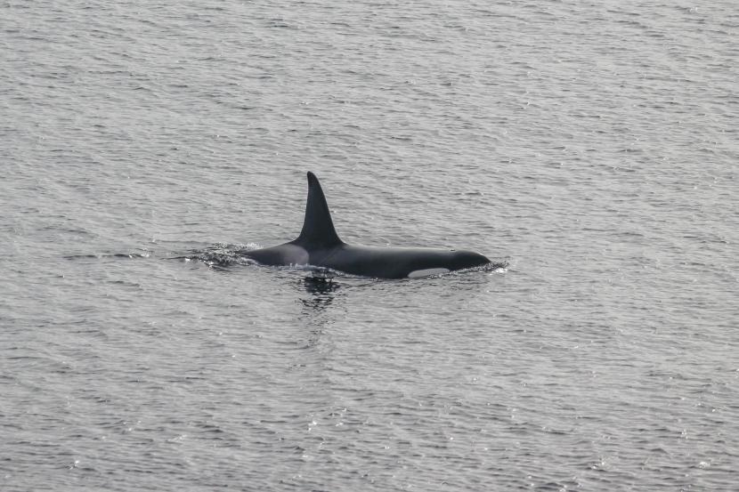 An orca in Orkney waters.