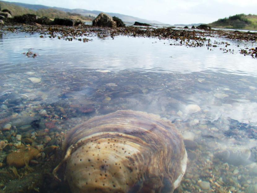 Native oyster in the water