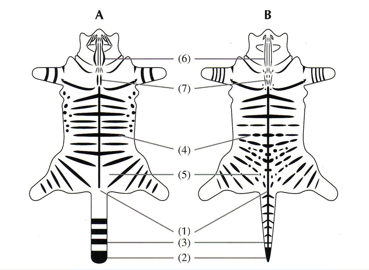 SWA Conservation Breeding report - Figure 1 pelage scoring