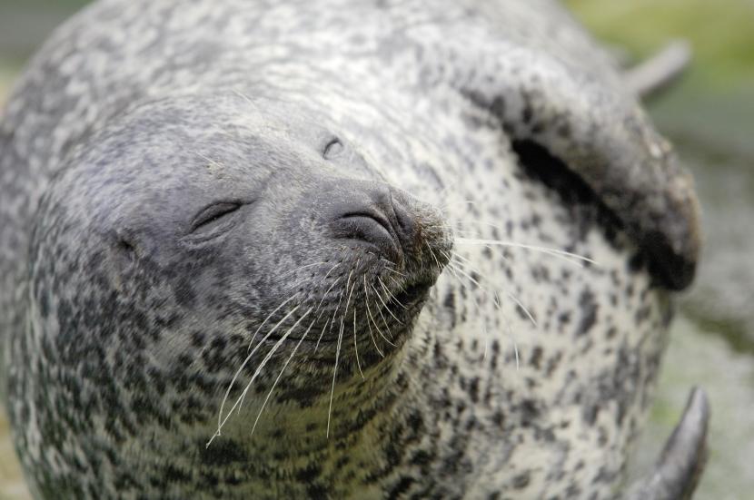 Common or harbour seal (Phoca vitulina).
