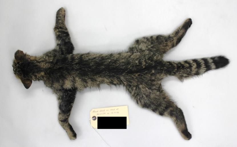A dead cat collected from a road in 1995. Photo credit SWA.