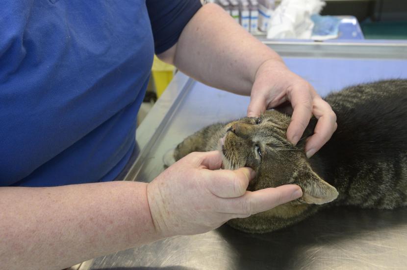 A vet examines an anaesthetised hybrid wildcat captured during the Trap Neuter Vaccinate and Return programme.