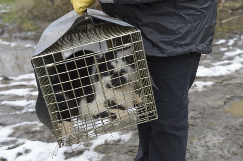 A project volunteer carries a trap containing a feral domestic cat, caught during the TNVR programme.