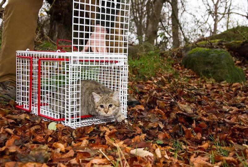 A young hybrid cat is released back into the wild after being neutered by vets.
